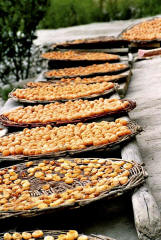 The famous Hunza apricots